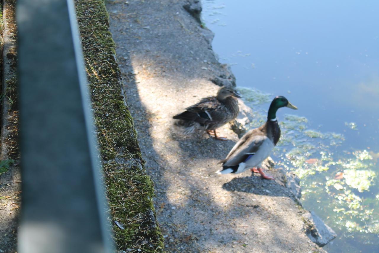 OLIVET en SPORT 2017_48_ (8)